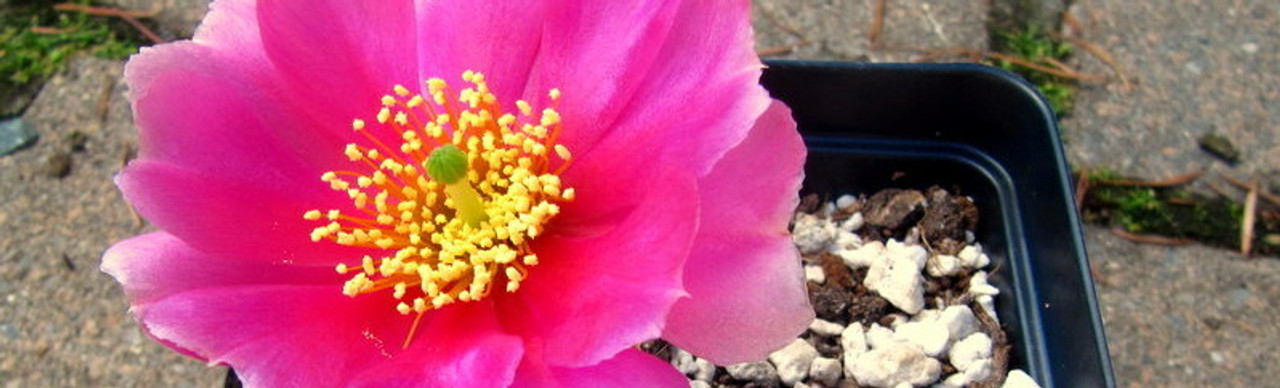 Opuntia Plants